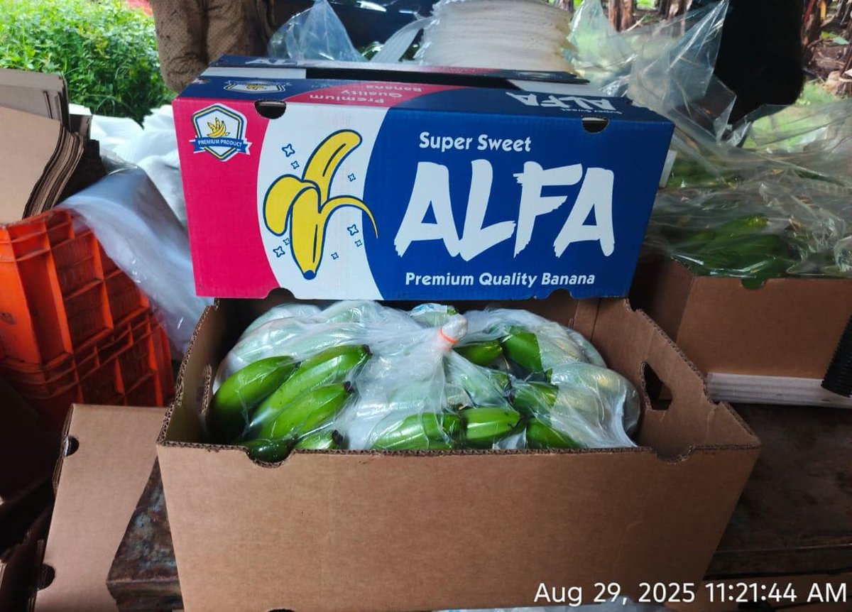 NaskarExims's tweet photo. Banana harvesting
Iran 13.5 kg box
We are leading exporter and supplier of Cavendish Banana G9 if anyone requirement of Cavendish Banana G9 for export and import purpose contact me WhatsApp number+91 9073331256
13kg, 13.5kg, 14 kg and 7 kg box packing available.
Sizes: 4, 5, 6 https://t.co/e1VHe4XHnf