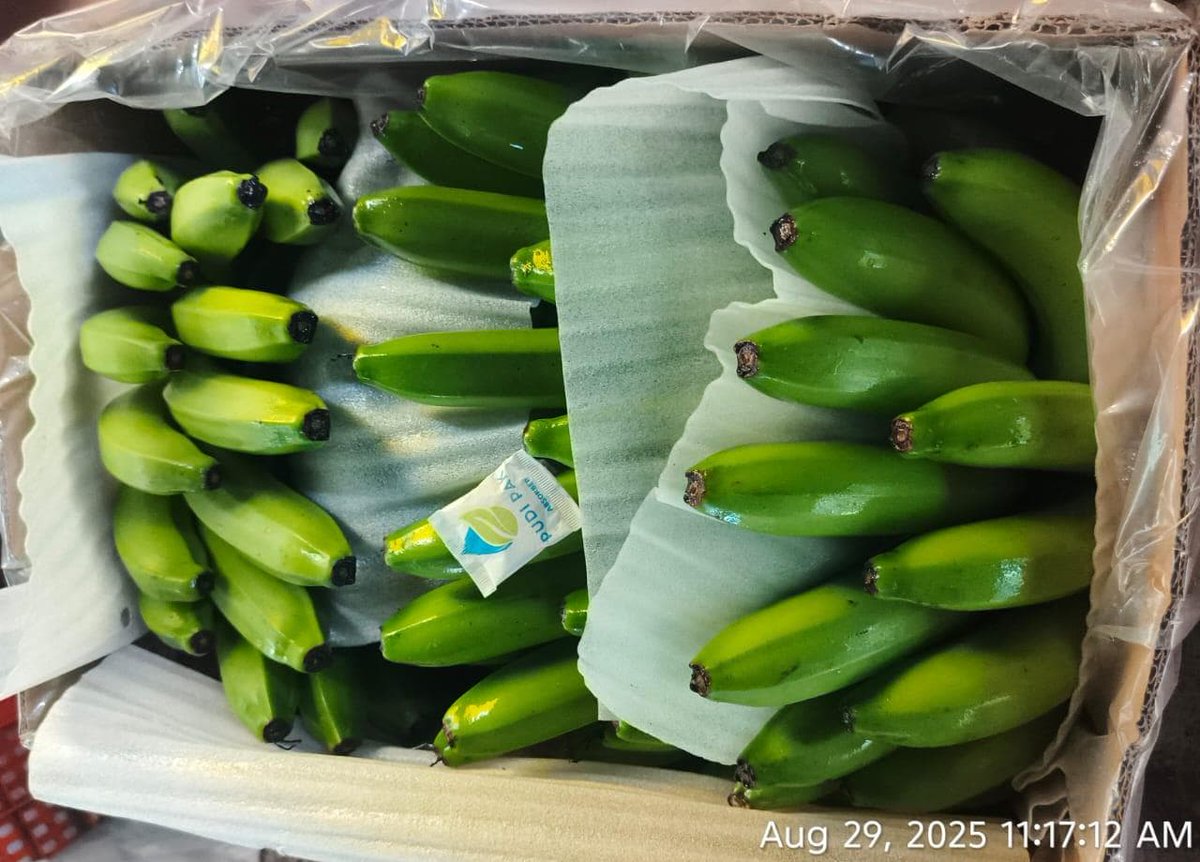 NaskarExims's tweet photo. Banana harvesting
Iran 13.5 kg box
We are leading exporter and supplier of Cavendish Banana G9 if anyone requirement of Cavendish Banana G9 for export and import purpose contact me WhatsApp number+91 9073331256
13kg, 13.5kg, 14 kg and 7 kg box packing available.
Sizes: 4, 5, 6 https://t.co/e1VHe4XHnf