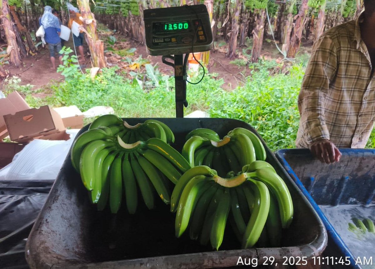 NaskarExims's tweet photo. Banana harvesting
Iran 13.5 kg box
We are leading exporter and supplier of Cavendish Banana G9 if anyone requirement of Cavendish Banana G9 for export and import purpose contact me WhatsApp number+91 9073331256
13kg, 13.5kg, 14 kg and 7 kg box packing available.
Sizes: 4, 5, 6 https://t.co/e1VHe4XHnf