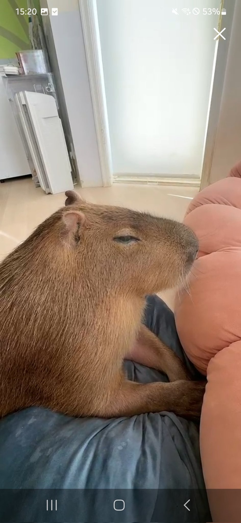 巨大 カピバラ Super huge] Capybara's 85kg jumbo watermelon feeding time