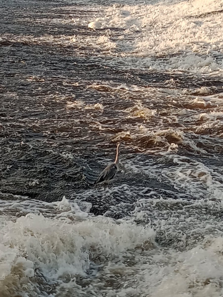 The heron is patiently waiting for breakfast