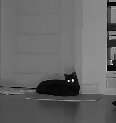 mysaltycat tweet picture