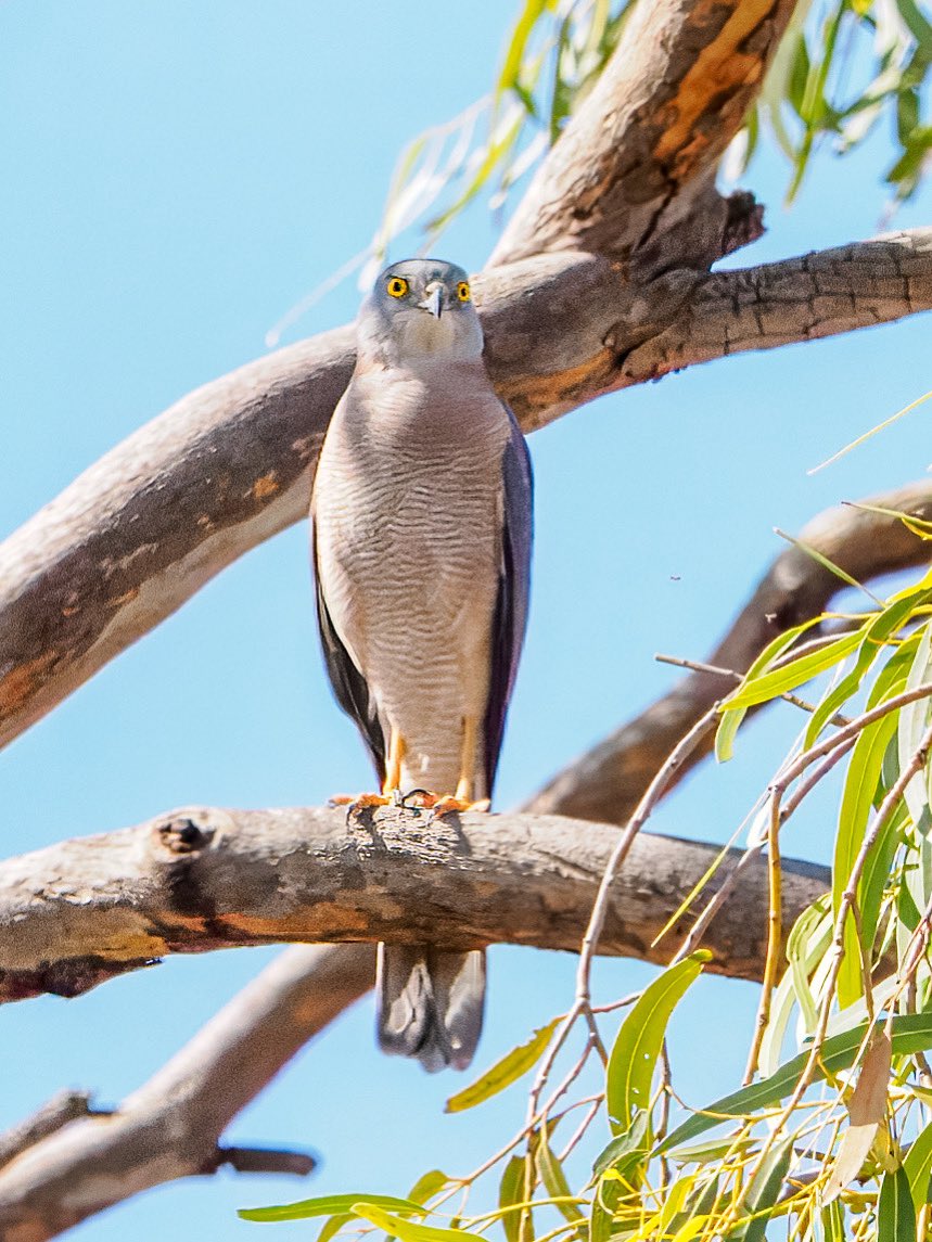 Collared Sparrowhawk in Broome - keeping an eye on me.