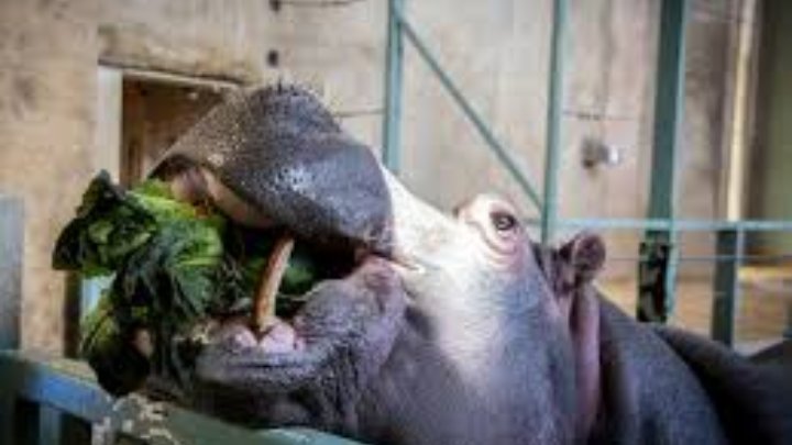 The Big hippo 🦛 

#zoo #hipp