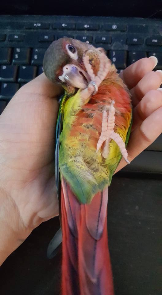 palmerdebra's tweet photo. Quando sometimes thought he was a cat! 😂 

#quando #coneur #petbird #pet #bird #featheredbaby #featheredfriend https://t.co/8hFhOeqGVQ