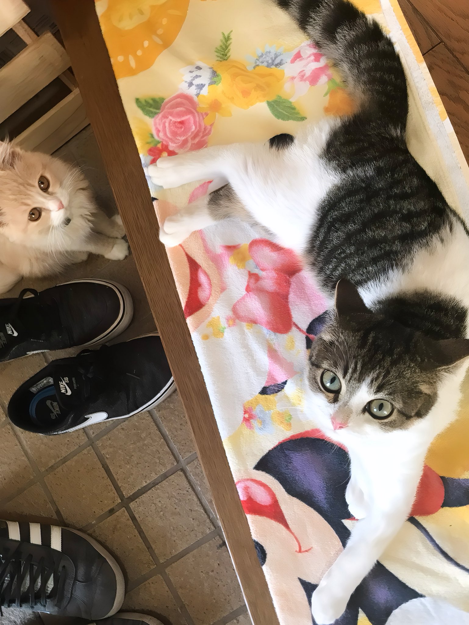 やせねこ様 ゐえねこ on X: 