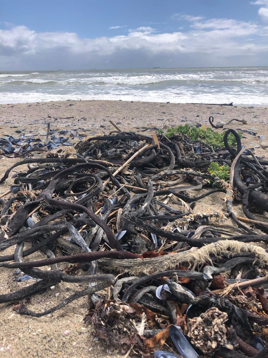 I 💜 Weskus Newsletter - mailchi.mp/20eed06b74f8/i…

PHOTO: @elsje_truter