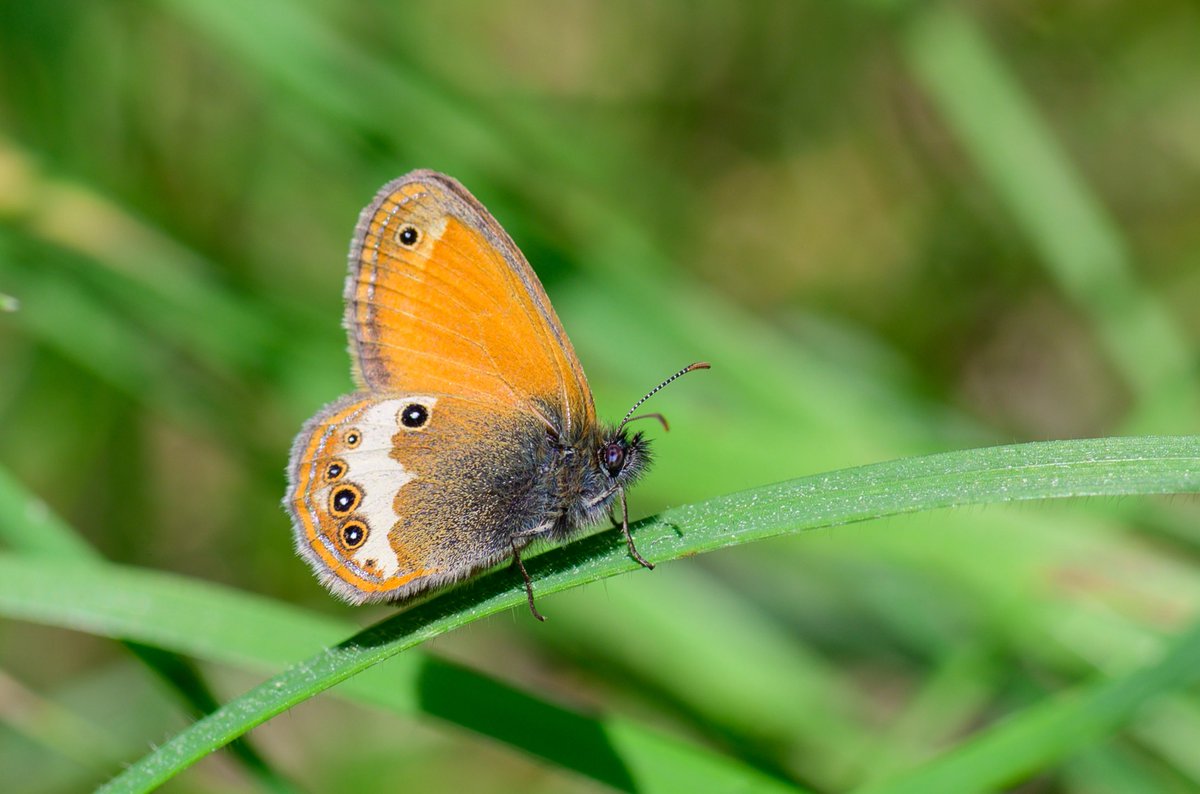 lepidoptera_2's tweet photo. Funda Zıpzıp Perisi https://t.co/um2gcfDeFF