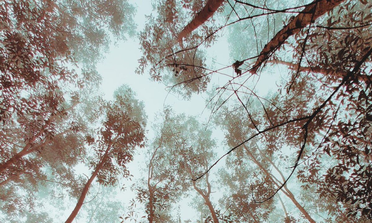 Talar a tiempo los árboles para garantizar la seguridad de las ciudades y evitar accidentes | Ethic ethic.es/talar-a-tiempo…