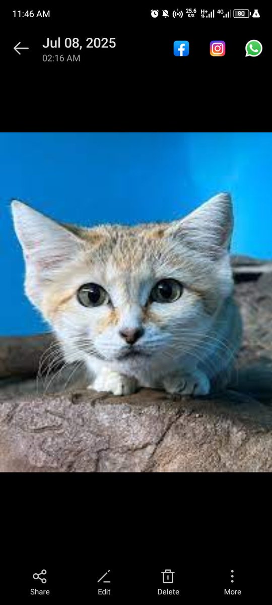 Cute cat felling lonely 😳 

#cat #zoo