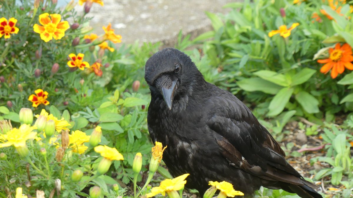 Jason Cann tweet media