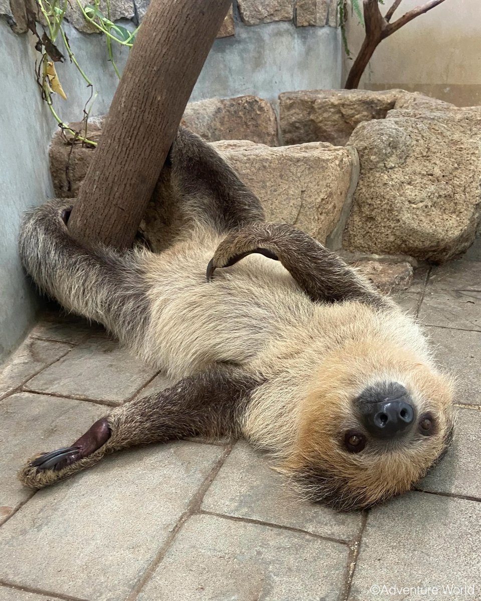たまにはナマケすぎたっていい🦥