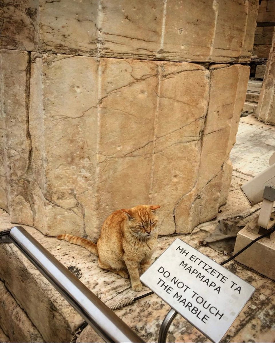 Museum cat in the Acropolis.

📸 vertigoon