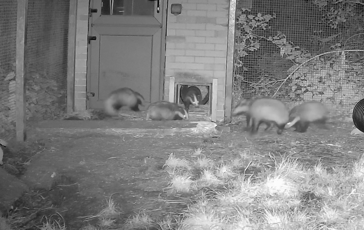 🦡 Angelia, Tamara, Pearl, Orlando, Scarlett &amp; Pedro are ready for the wild!
Raised in soft release with no human contact, they’ve learned to dig, forage &amp; bond like a true clan.
This week they step out from their sett &amp; into freedom 💚
Wish them luck! 🌿
hawr.co.uk/donate-to-us/?…