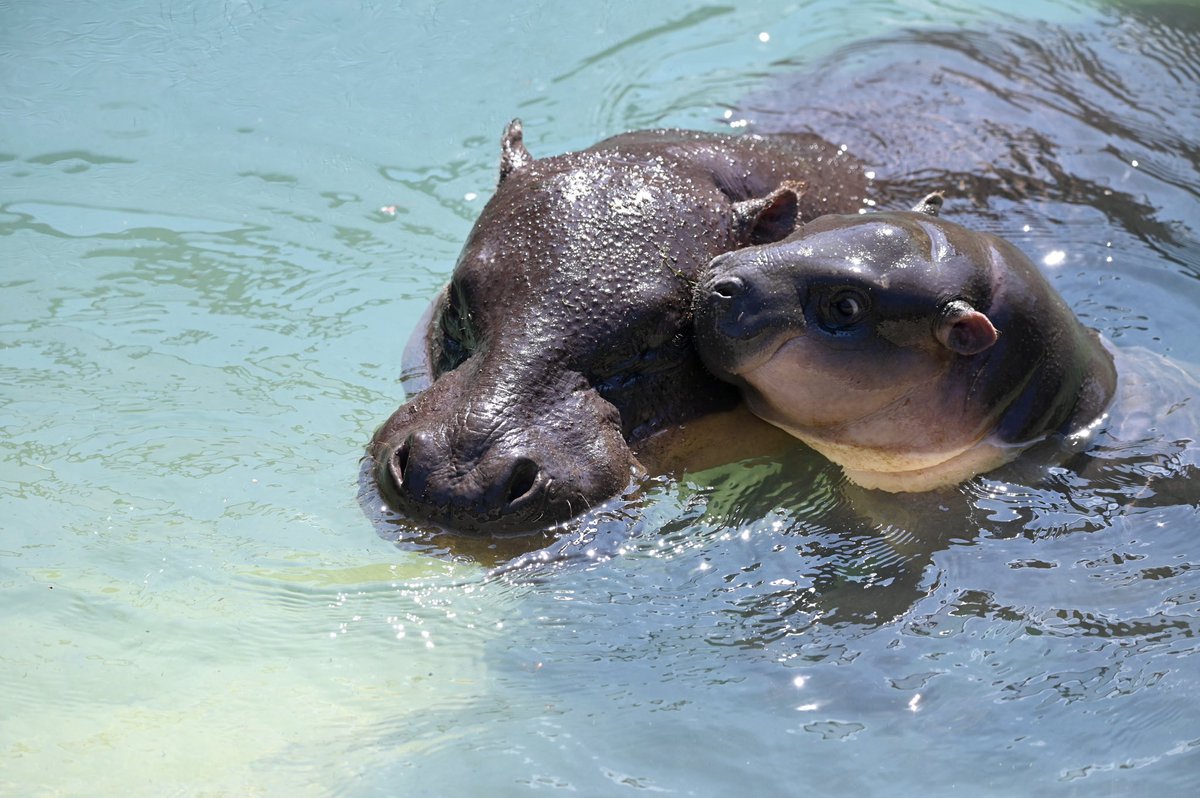 We’ve got positively happy news for pygmy hippo fans!

The zoo is thrilled to announce that Poppy, America’s beloved pygmy hippo princess, has made her public debut in the outdoor Hippo Haven habitat. 🦛🇺🇸👑🔆🌺
#metrorichmondzoo #rva #poppyhippo