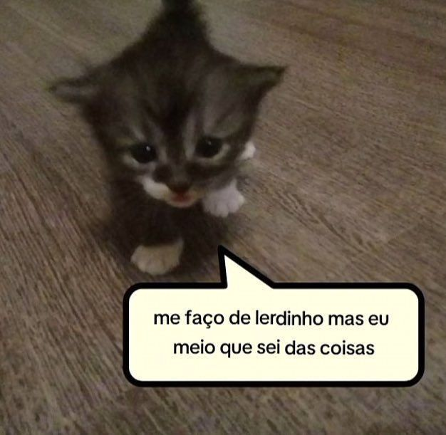 perfil dedicado a gatinhos e peitos tweet media