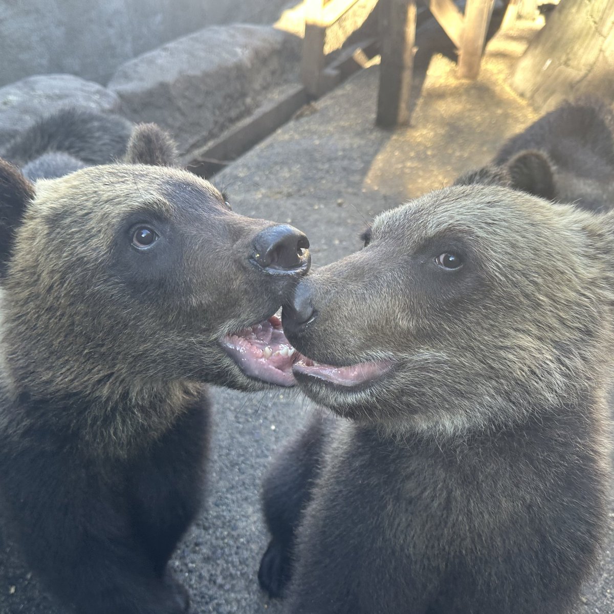 ルカの愛が強すぎる♡

#左ルカ　#右アイナ　#双子愛　#最後はガブリ
#のぼりべつクマ牧場 #クマ牧場 #登別 #エゾヒグマ #北海道
#noboribetsubearpark #noboribetsu #brownbear #hokkaid
