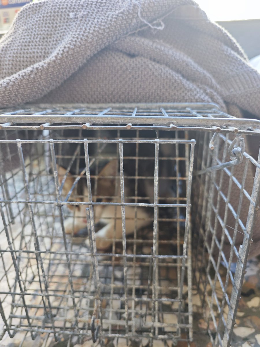 Μία ηλικιωμένη κυρία ζήτησε βοήθεια να στειρωθουν οι γατούλες που έχει στον κήπο της. Τις έπιασα κ τις μετέφερα στον κτηνίατρο κ Μαρκόπουλο στην Κυπαρισσία. Το κόστος του χειρουργείου έχει καλυφθεί από τις δωρεές σας στους αγώνες μου <a href="/PennyMarathon/">Penny Marathon</a> 
Βοηθάμε όπου κ όσο μπορούμε ❤️