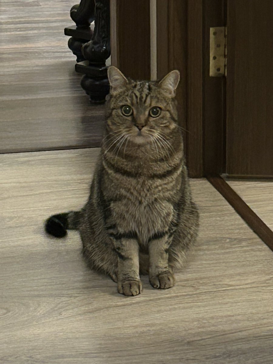 BLYAH.Canary tweet media