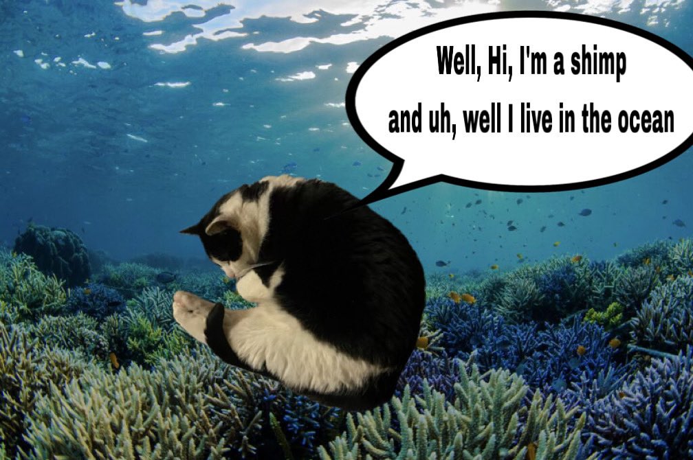 bean_and_chaton's tweet image. well, im a shimp, and well, i live in the ocean. 

#cats #CatsOfTwitter #catmemes