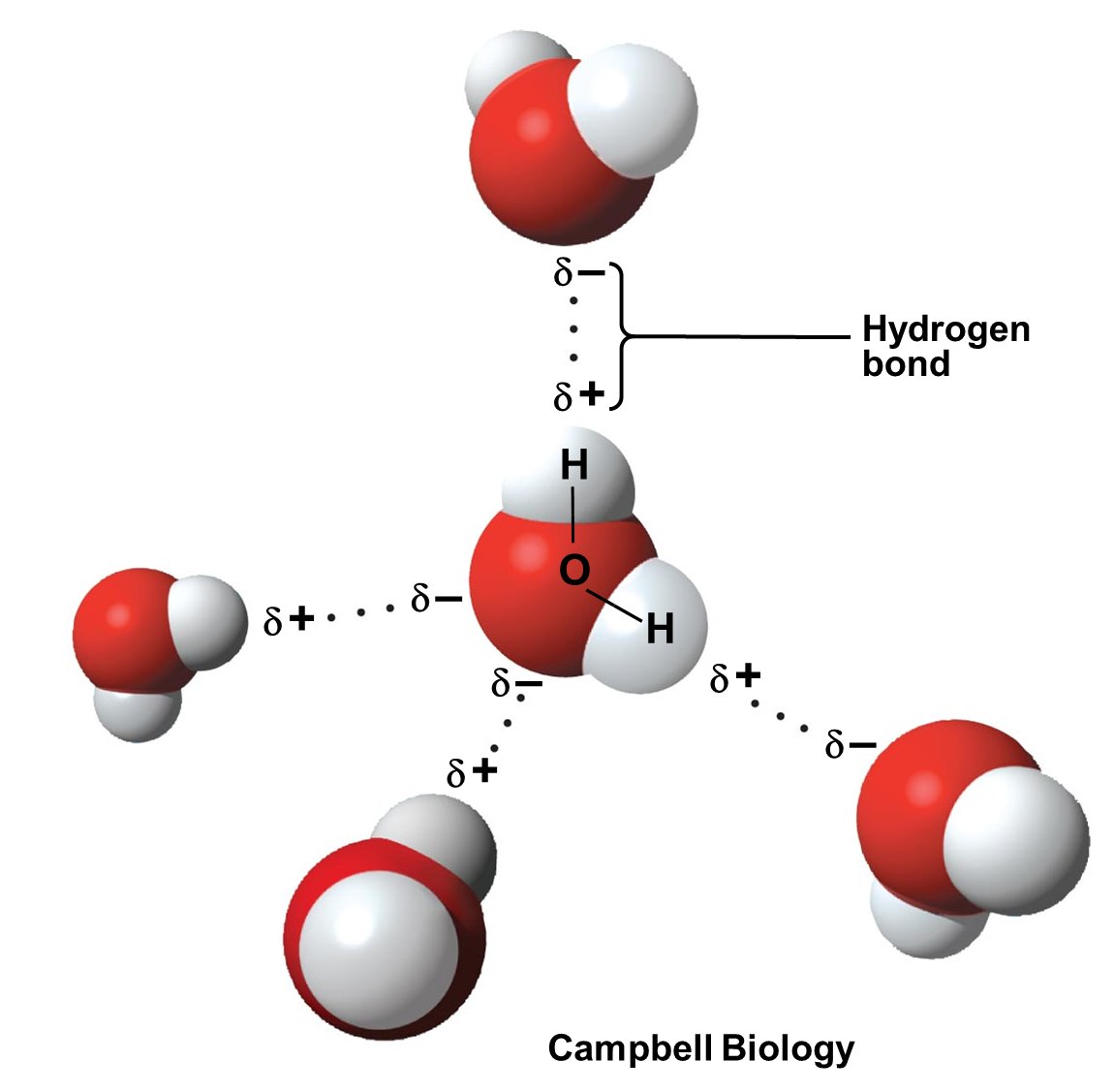1/ In my BIO101 class, I taught water, the solvent of life, unusual properties of which arise due to hydrogen bonding between deceptively simple water molecules. Our existence is inseparably bound up with hydrogen bonding.
Want to know the history of H-bonding? Read the thread.👇