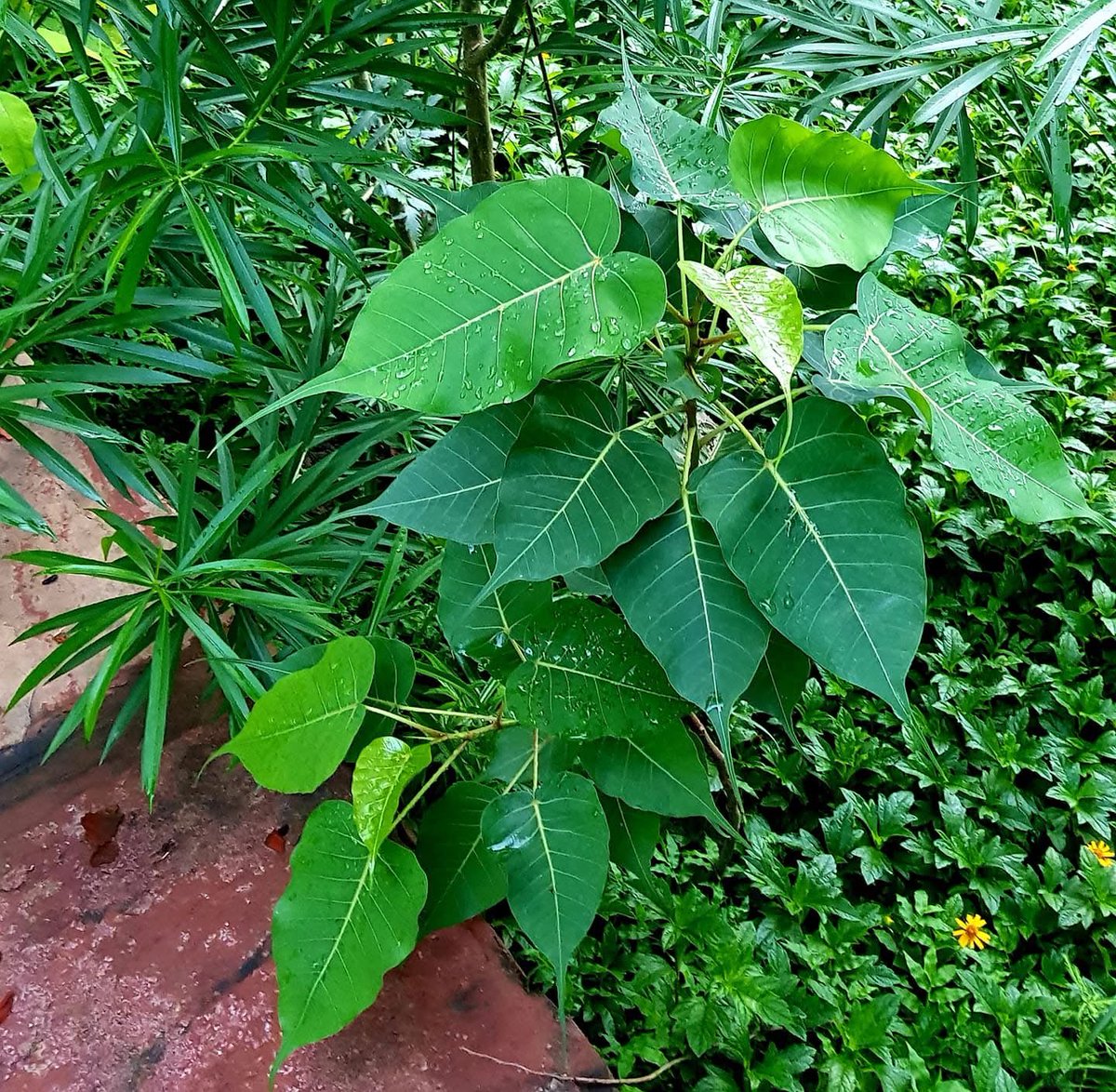 Krishna said, I am peepal tree among trees.