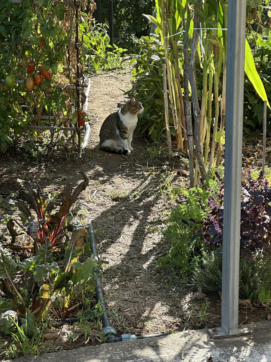 FrankTheTank tweet media