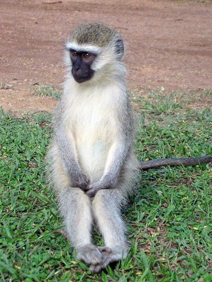 lamb (@darkseavoyage) on Twitter photo 