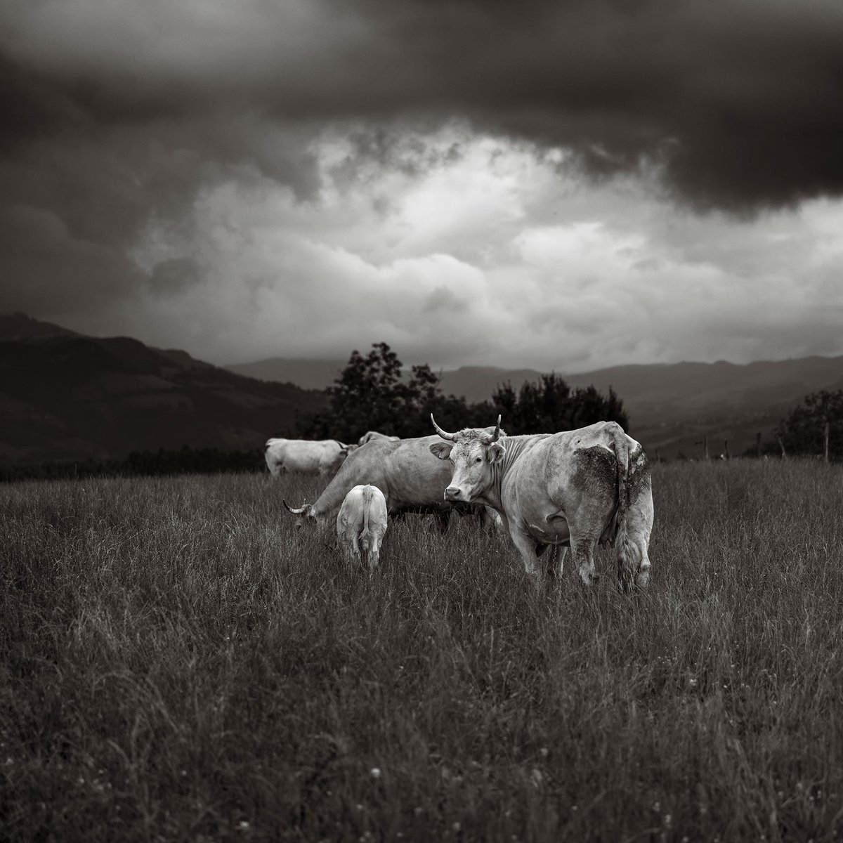 Todos los animales del camino nos miraban instagram.com/p/DONlKWkDGKV/…