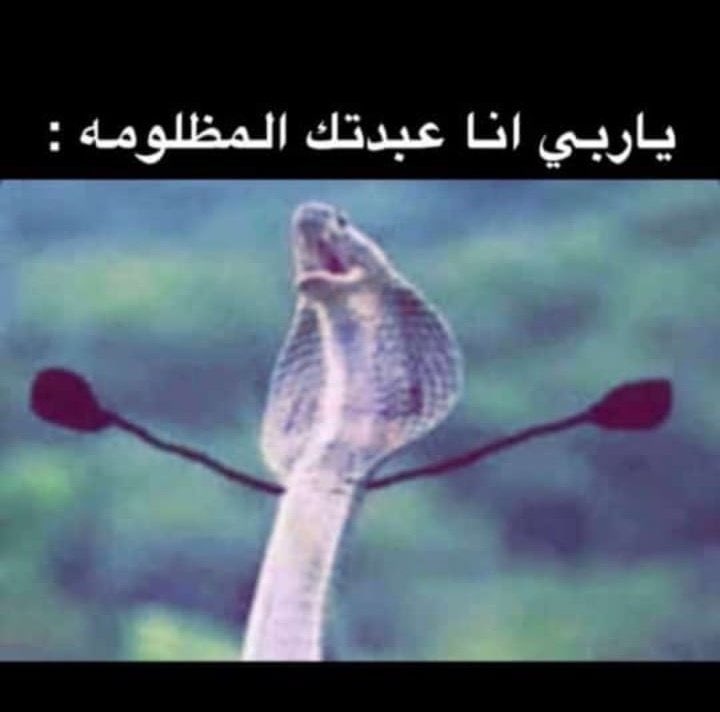 ღ 𝑅𝒪𝒮𝐸 tweet media