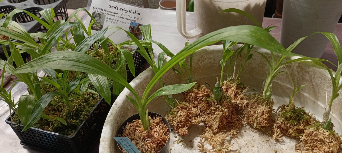 タケノコ蘭 洋らん 洋ラン 洋蘭 セットD 1211678964.jpg?1620034285