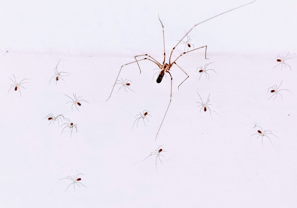 Friday, 5th September
Today's Daily Picture Theme is 'Spider'
RT or reply with your own photo
#DailyPictureTheme 

Spotted this clan recently!