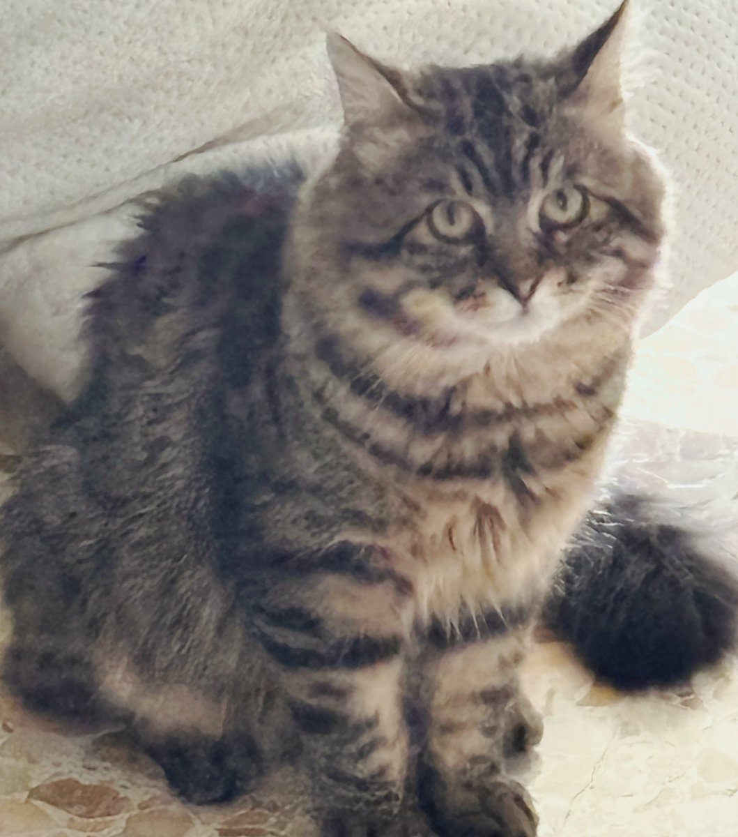 raorapanthera's tweet photo. This is the face of someone who pushed my Miku figure off the table and snapped a twintal just because I didn’t wake up on time for food https://t.co/8LmdMdgzyG