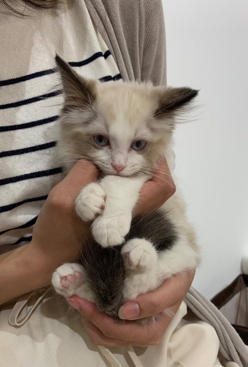 写真見返したらシンバの子猫時代が🐱
大きくなったなぁ☺️
#猫のいる暮らし
#猫のいる幸せ
#ねこ