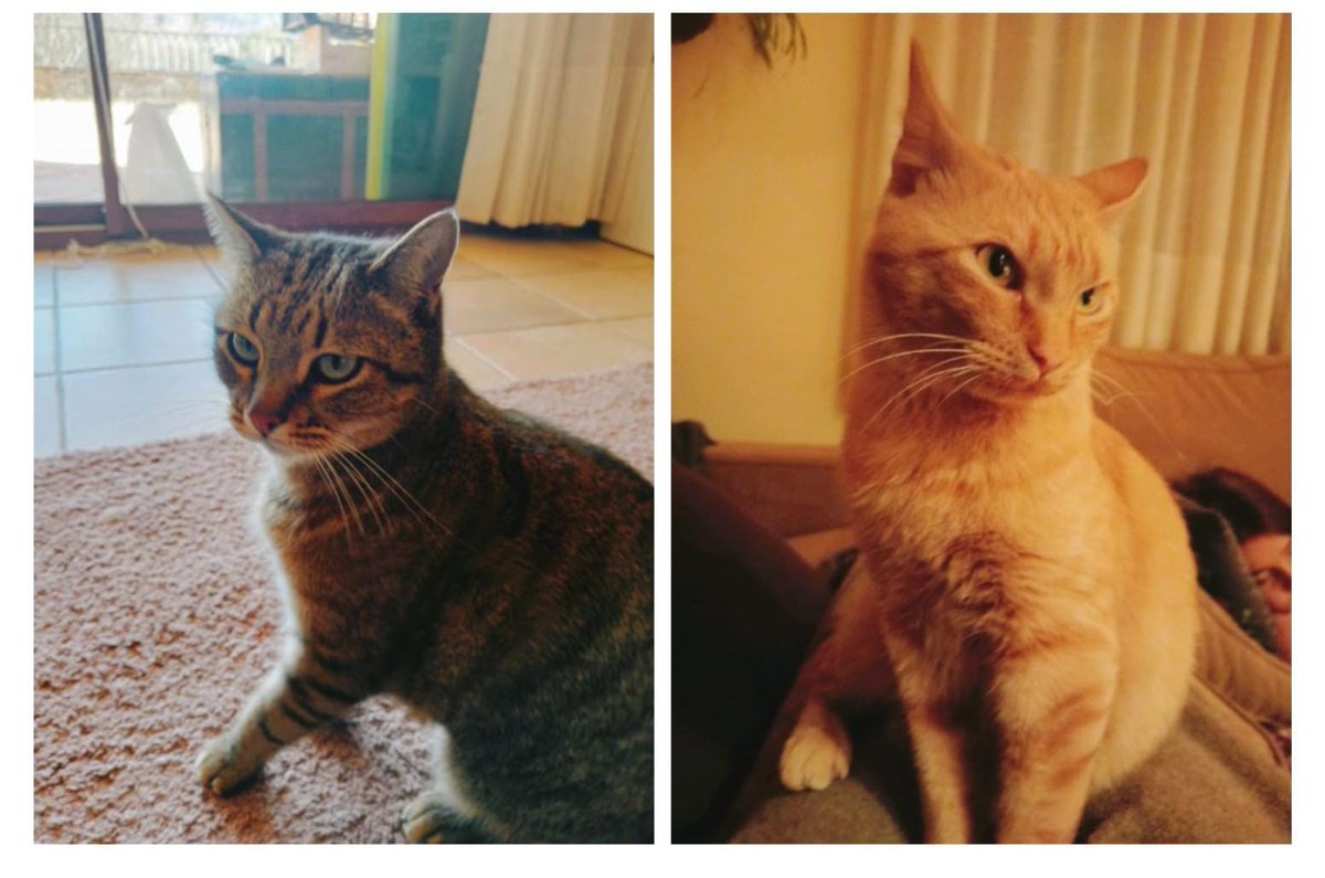 🐈 S'han perdut en Fix i en Mango.

👉 Tots dos porten xip, si els localitzeu podeu 📲 contactar amb la Laia Solà (619825365) o els vigilants municipals (649454104)