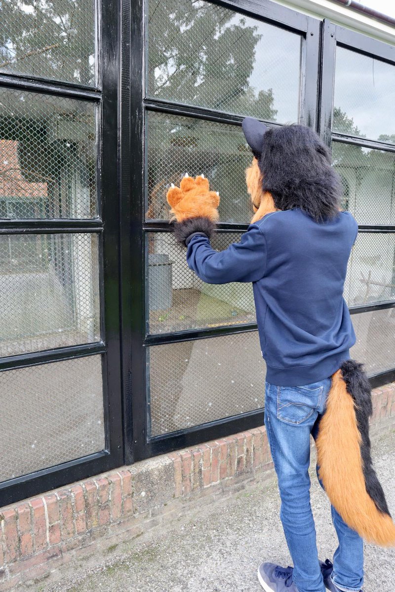 justinthesheppy's tweet photo. Yummy birds

#fursuitfriday #fursuiteverday #dutchfurry #fursuit https://t.co/wZF4cB7vQg