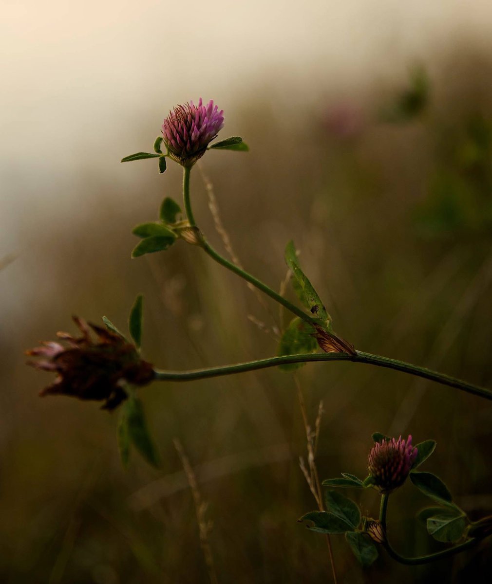 De delikate greiene som er kløver