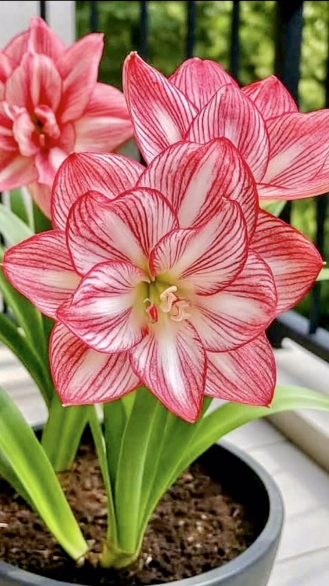 #Amaryllis🔹#nergizzambağı🔹
#Lobelyaçiçeği🔹#güzelhatunçiçeği🔹