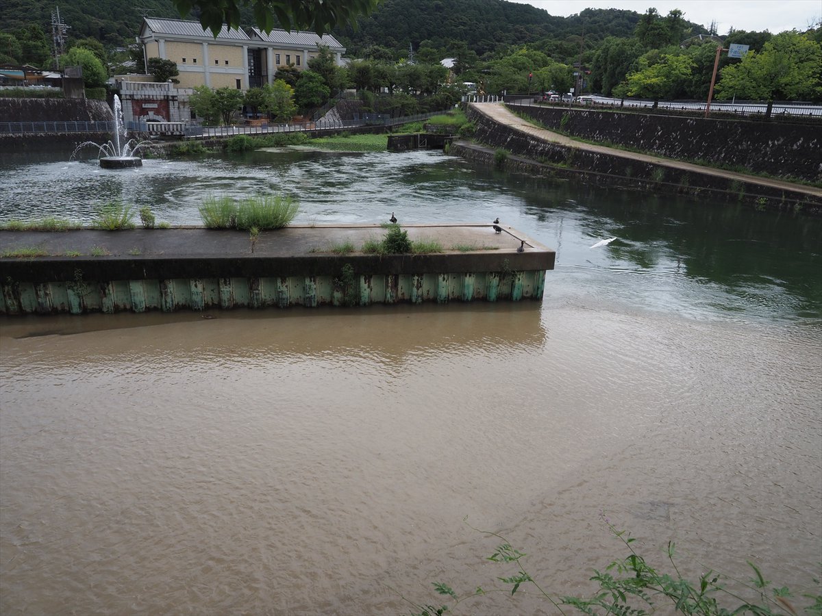 kyotoshidoubut1's tweet photo. 雨が降ると水が濁ってしまいますが、白川と疏水の合流地点では、群れているニゴイやコイがご覧になれます。
#京都市動物園 #kyotocityzoo #白川 #疏水 #合流 #コイ #ニゴイ #背びれ #違う #shirakawa #sosui #Carp #Japanesebarbel #Dorsalfin #Different https://t.co/zzw5a0E52n