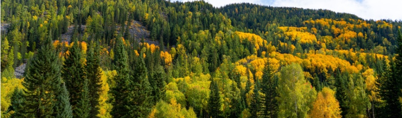 #CastillayLeón La <a href="/jcyl/">Junta de Castilla y León</a> desarrolla la normativa de montes para regular la planificación y ordenación forestal. lc.cx/Iqri5K