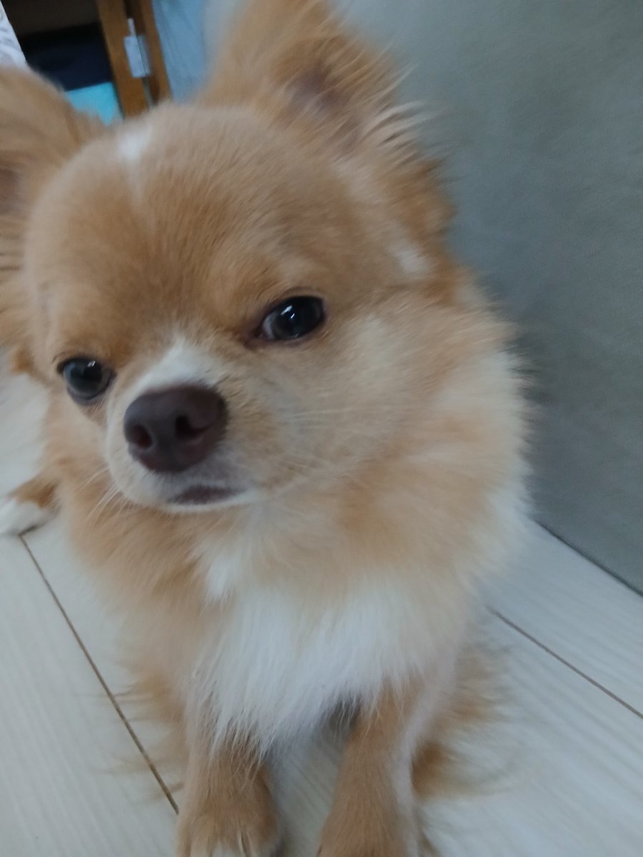 今日、ビジュいいワン