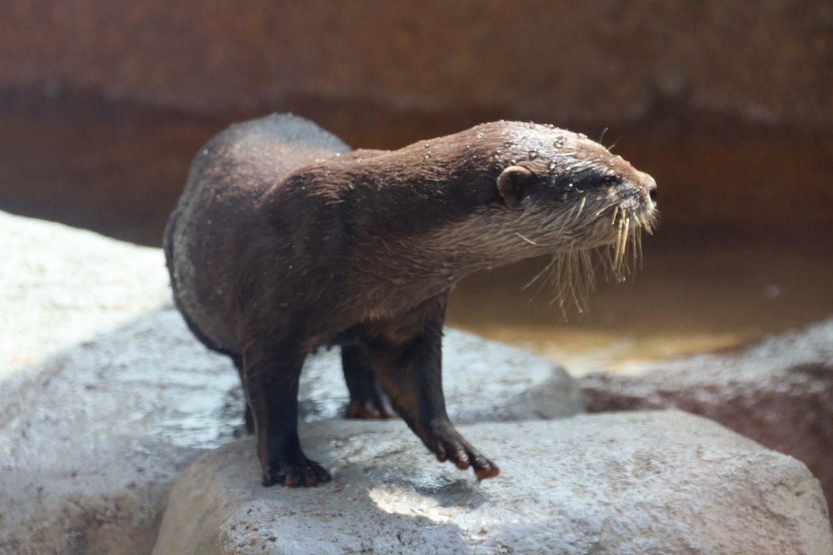 coshana3's tweet image. 2時前から外のプールに入ったりペレット探して食べてた。
午後はワカサギとサワガニでした。上手に捕まえてたよ。産室も開放され　クレート出入りしてた。
#ドン　#コツメカワウソ
#東山動植物園　2025.09