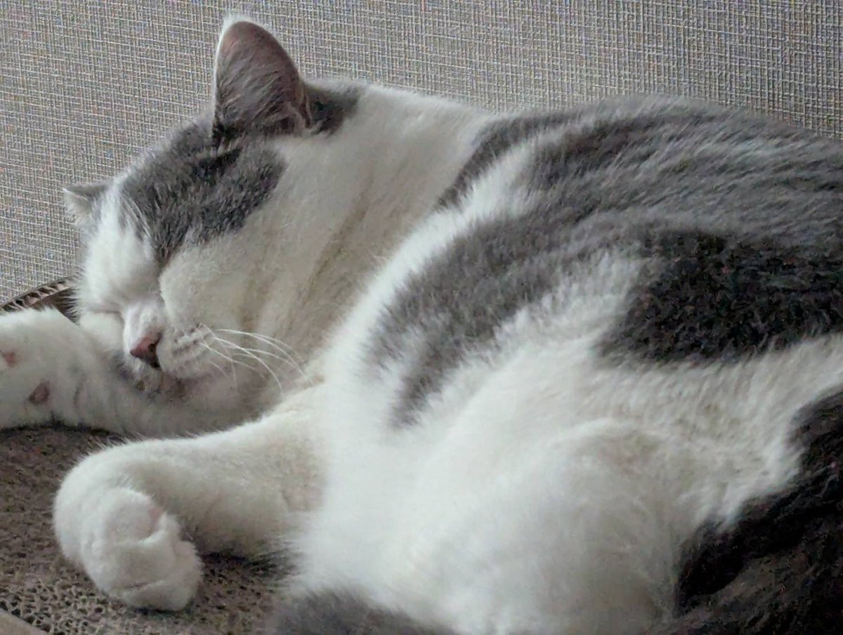 ノパルシーシャオープンしてます𓏲𓎨

⏰17:00-23:30

Staff:ひたぎ

今日めっちゃスズシイネー👳
新しいフレーバー大量入荷ダヨー