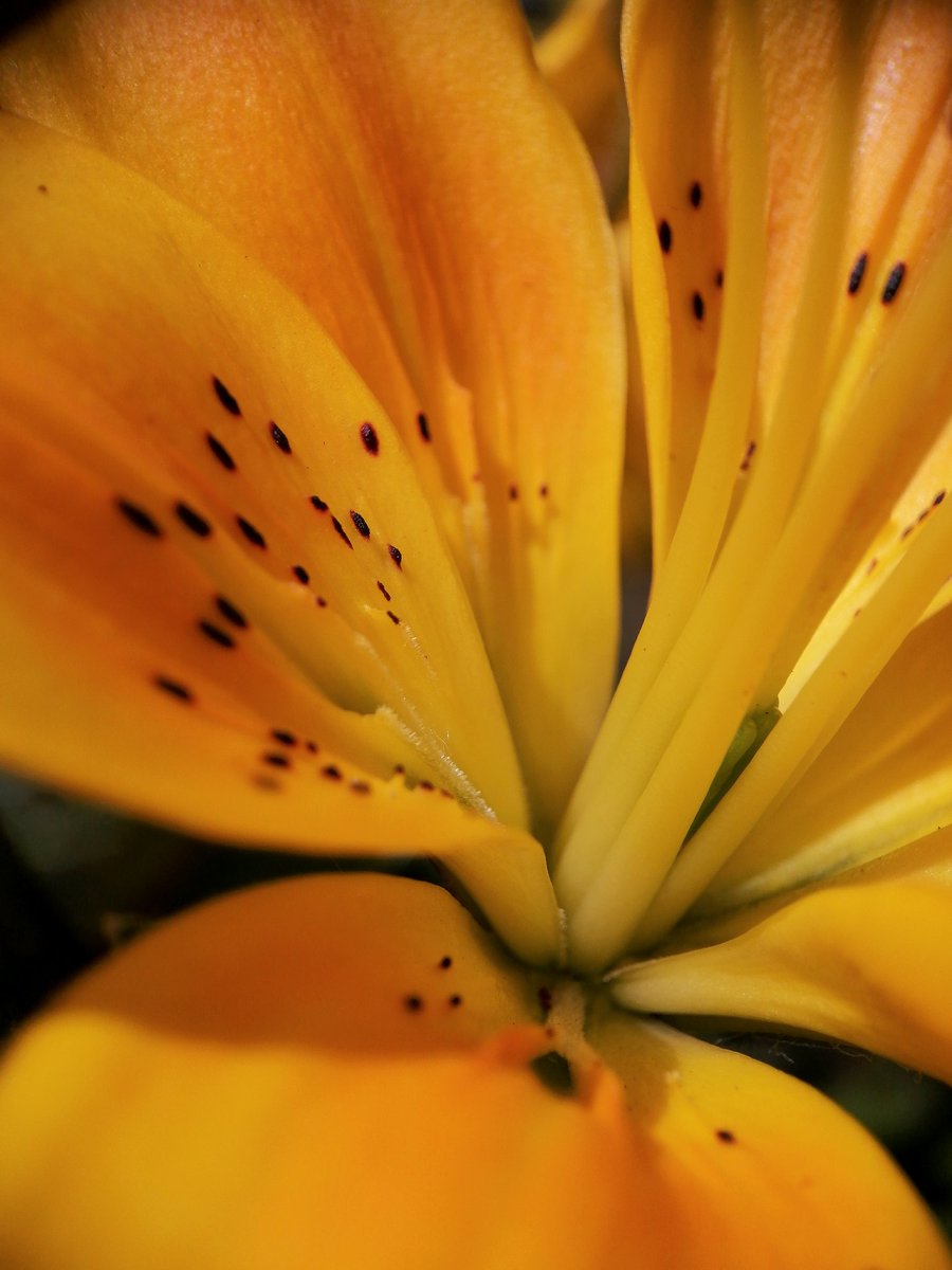 Лилии в макро как что-то инопланетное 🛸