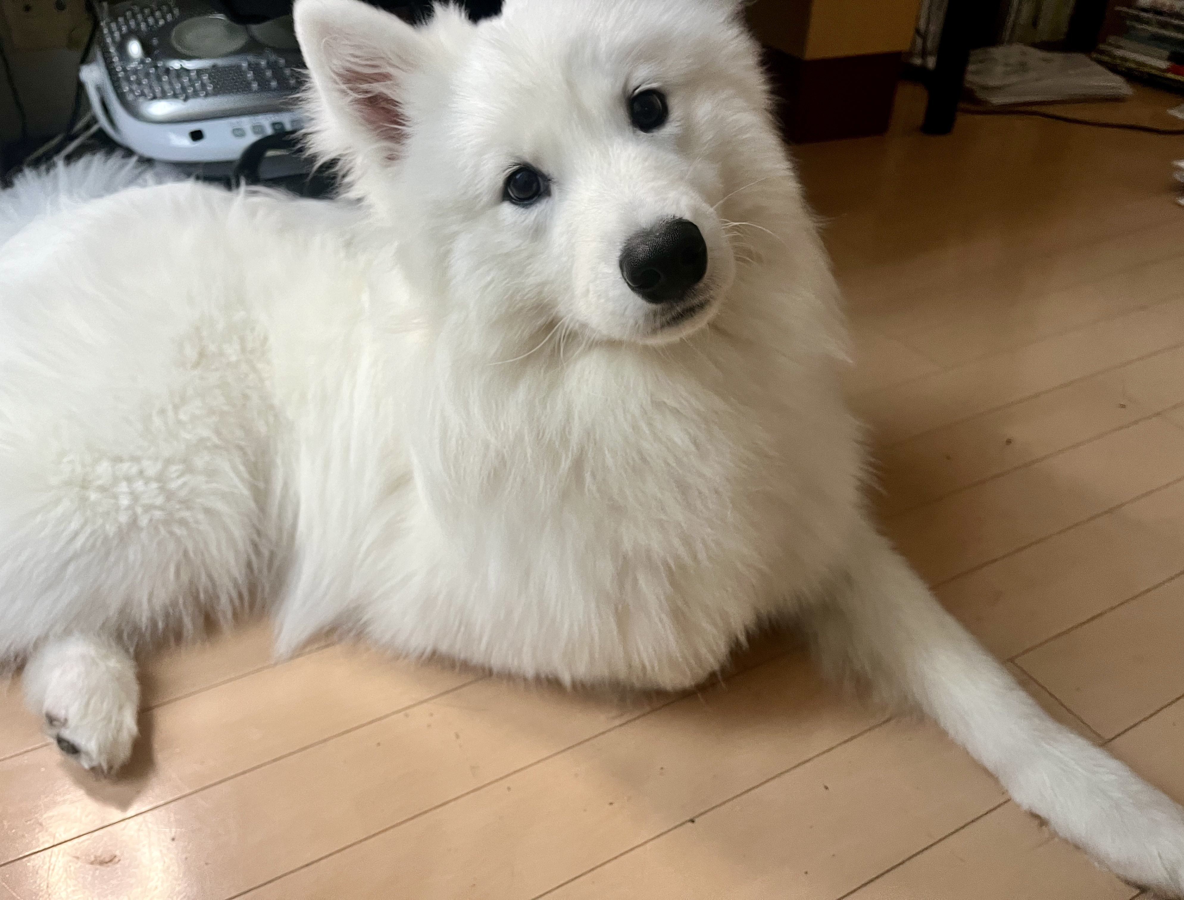 マシュ🐻‍❄️サモエド on X: 