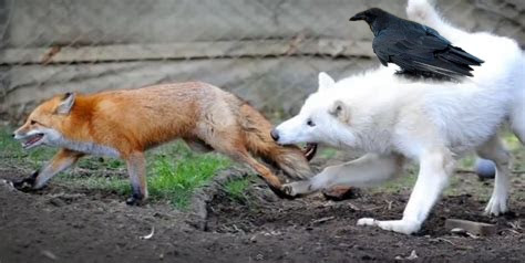 Eenie got jealous again! #WednesdaySeason2