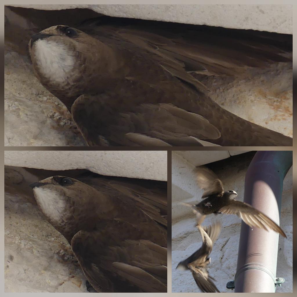 Flying home today, I had to spend a little more time with the swifts. I got a few decent birds this week, but these beauties will last in the memory 
#Croatia