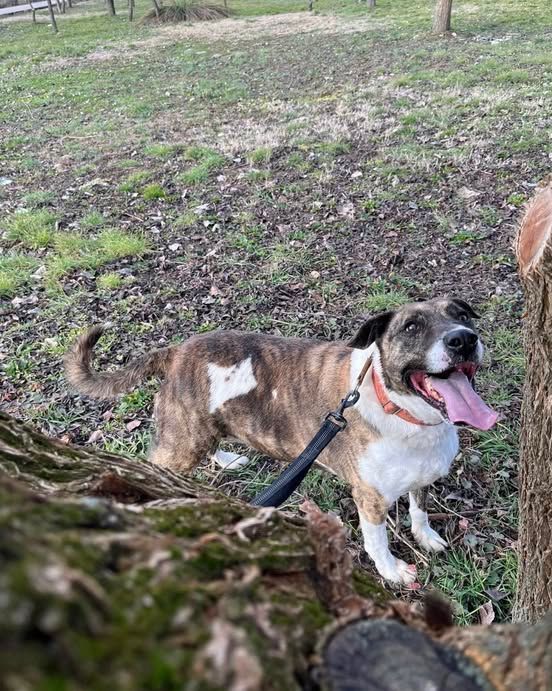 No sabemos ya cómo dar más difusión a Nira (se admiten ideas) y poder encontrar a su familia ideal
Y es que son ya muchos años siendo una zarpita y merece tener su propia familia 
contacto@zarpasycolmillos.es