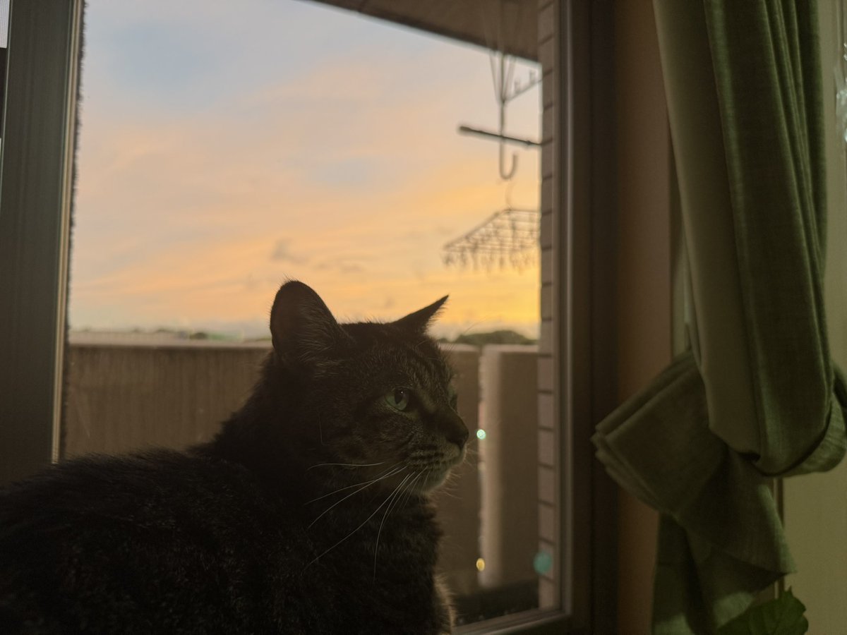 きびちゃん
天気が良くなったね。
☀️☀️

#猫好きさんと繋がりたい
 #猫のいる暮らし
#保護猫