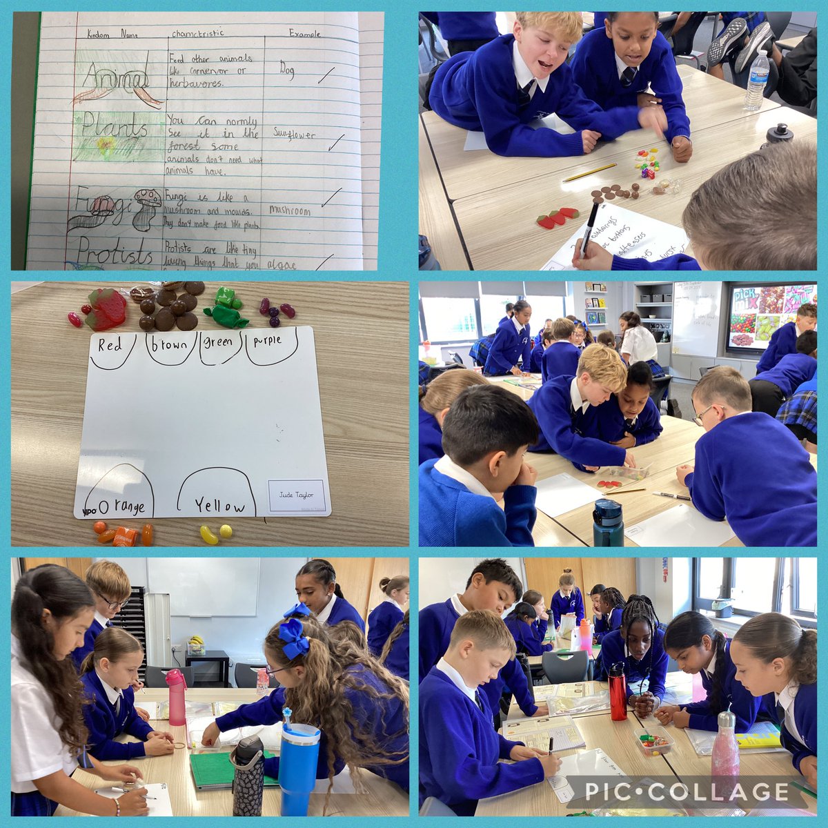 StCuthbertsPri's tweet photo. Fantastic work in Y6 today, thinking about classification and The Five Kingdoms. We warmed up by classifying different kinds of sweets. #StCuthbertsScience https://t.co/GXk0I3DKq9